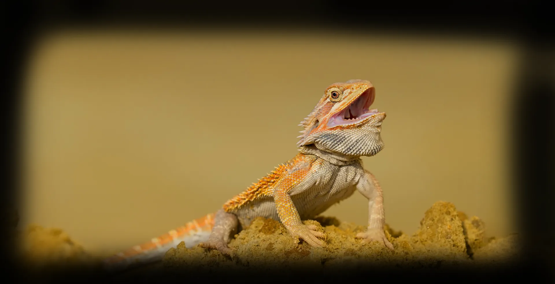 Imagem de fundo de Dragão Barbudo - Poytara